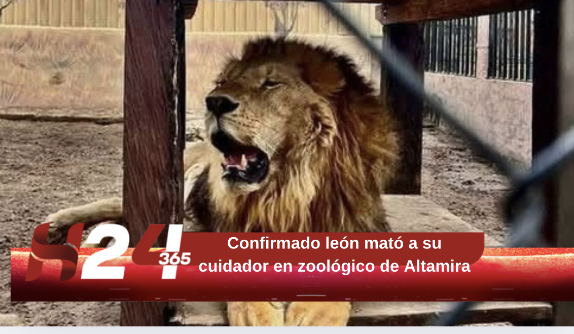 Confirmado león mató a su cuidador en zoológico de Altamira